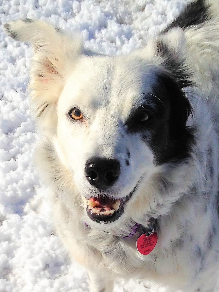 Chaser, a black-and-white Border Collie, smiling in the snow with a red heart-shaped ID tag.