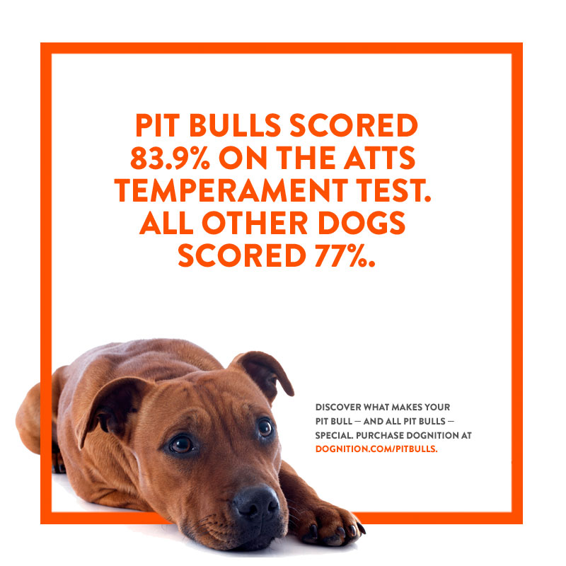 what makes a pitbull