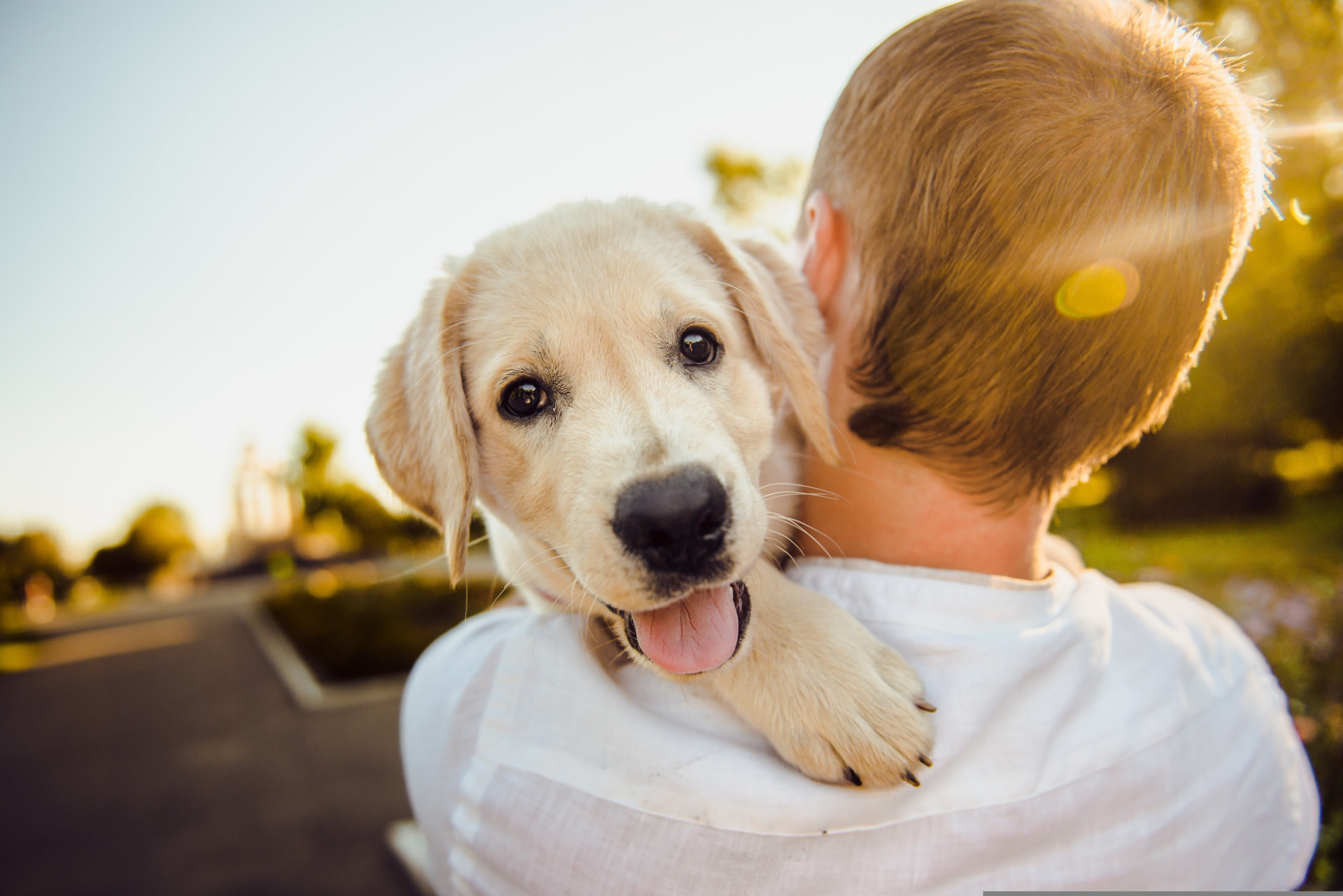 Happy golden retriever puppy being held outdoors