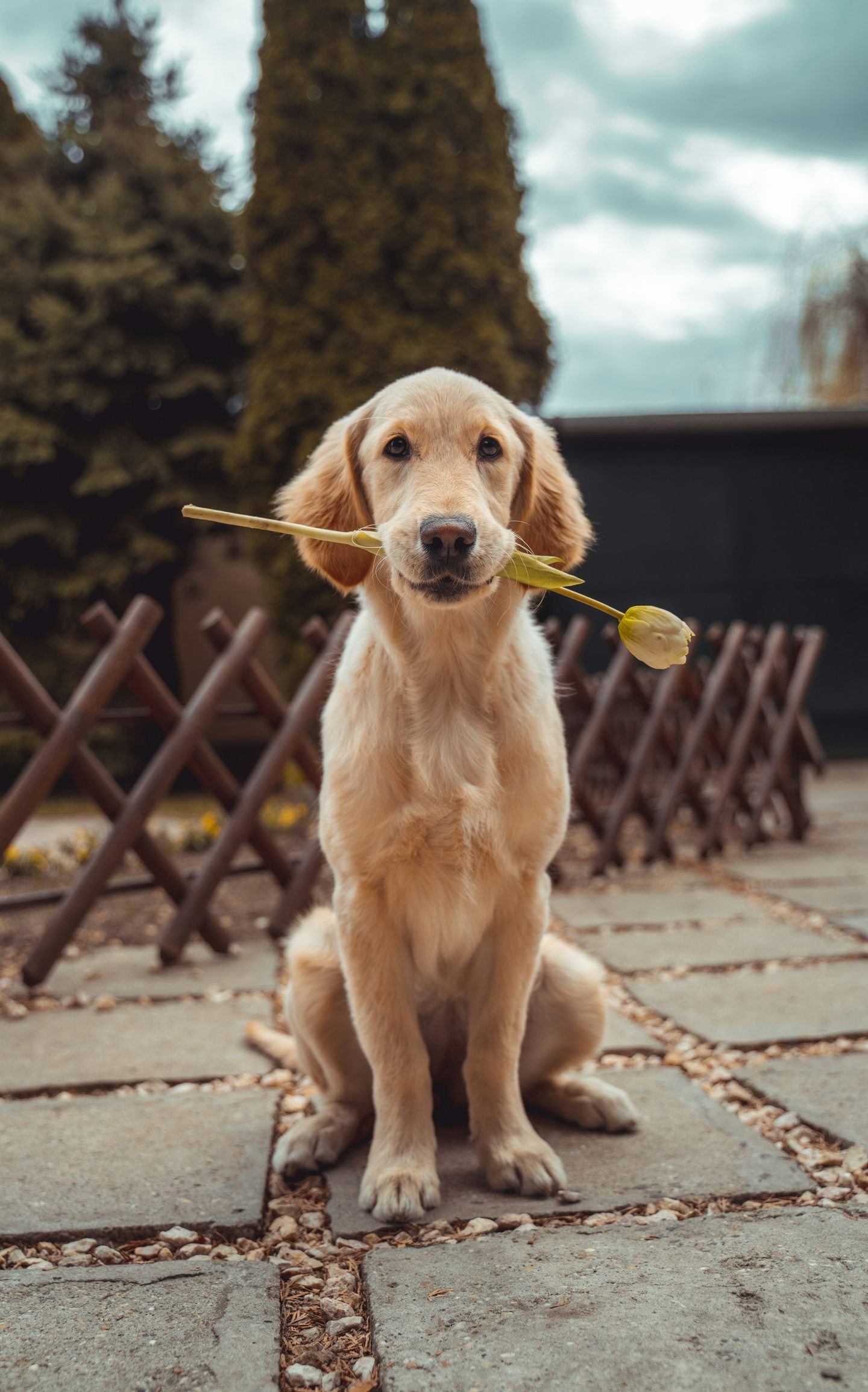 Golden retriever in a sunlit meadow